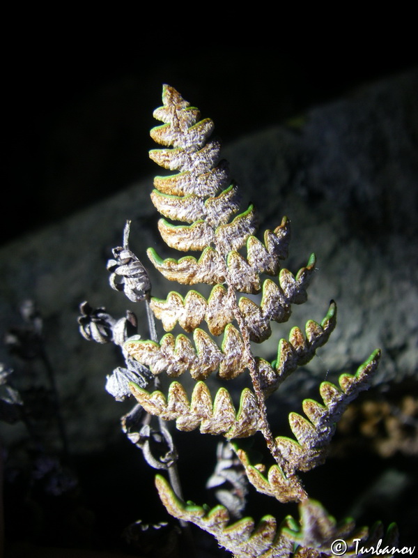 Image of Paragymnopteris marantae specimen.