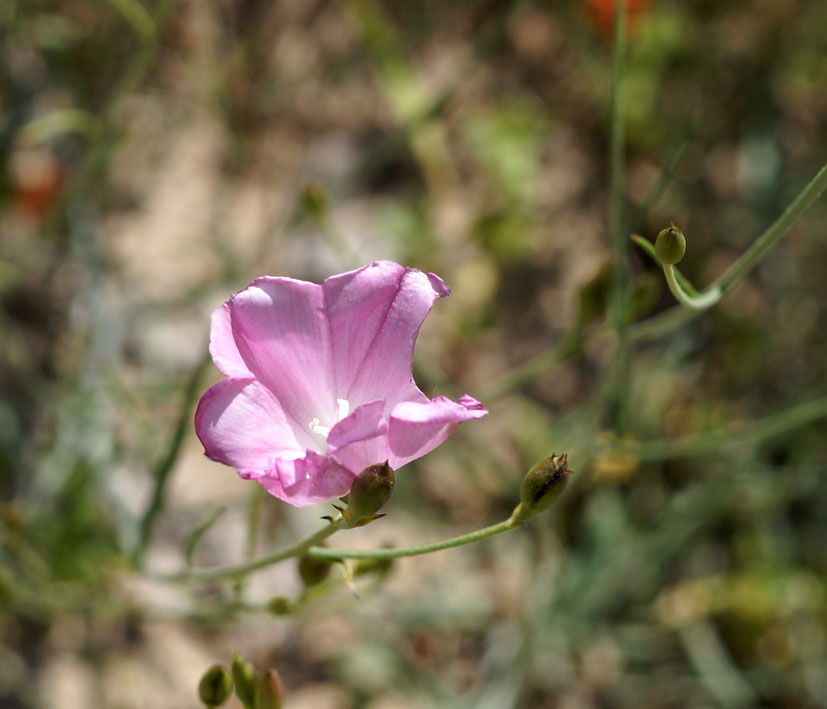 Image of Convolvulus pseudocantabrica specimen.