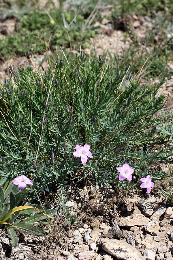 Image of Linum olgae specimen.