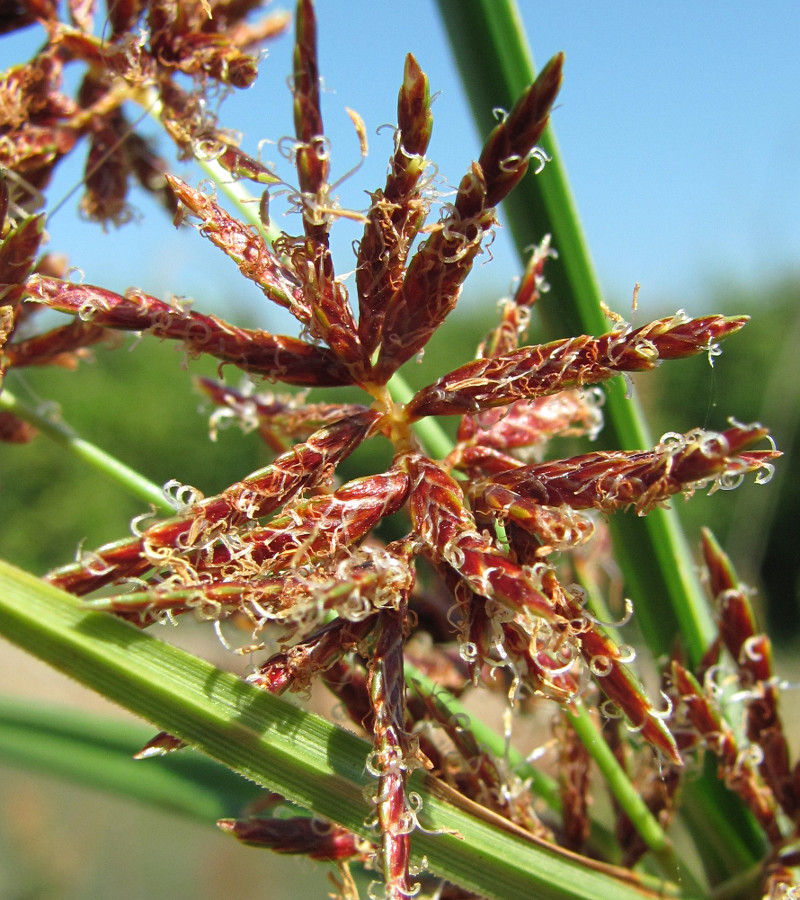 Изображение особи Cyperus badius.