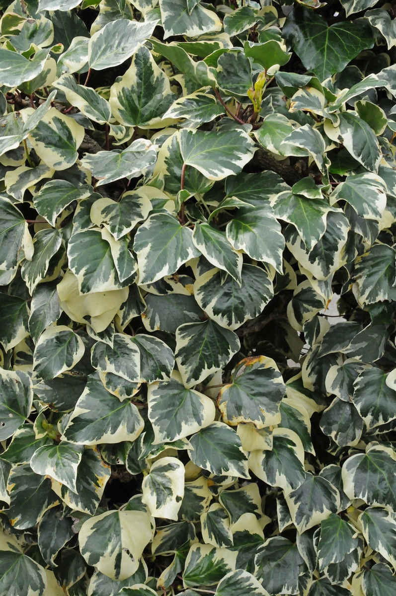 Изображение особи Hedera algeriensis var. variegata.