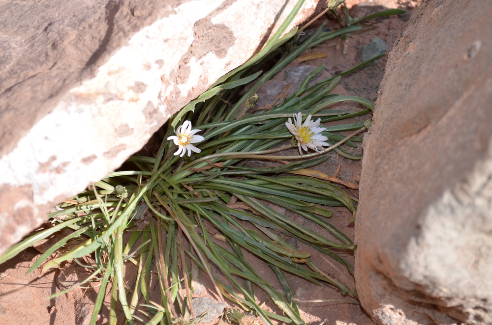 Image of Taraxacum leucanthum specimen.