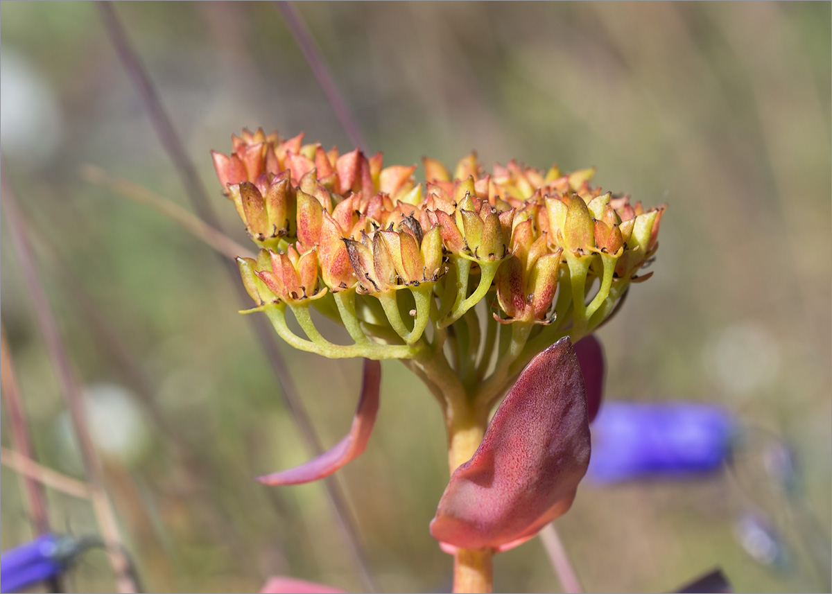 Image of Rhodiola rosea specimen.