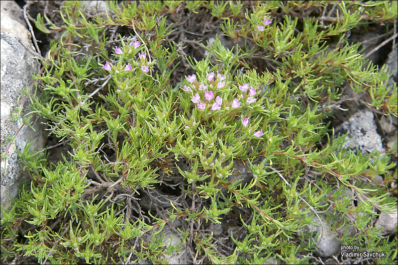 Image of Thymus tauricus specimen.