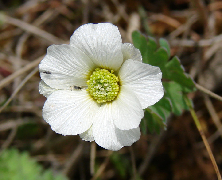 Image of Callianthemum isopyroides specimen.