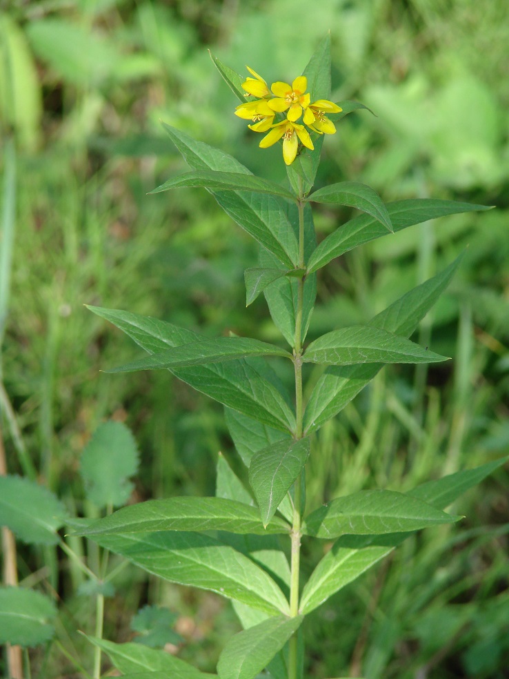 Изображение особи Lysimachia davurica.