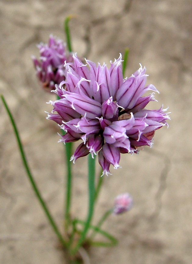 Image of Allium schoenoprasum specimen.