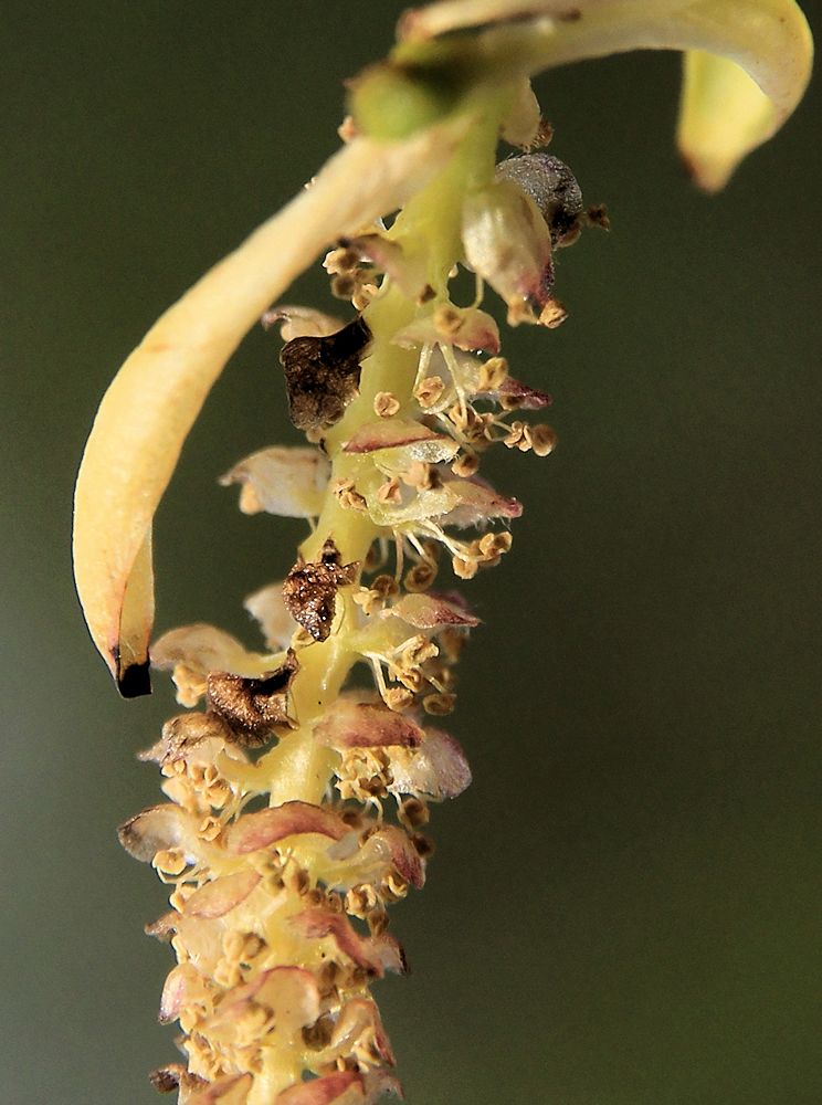 Image of Chosenia arbutifolia specimen.