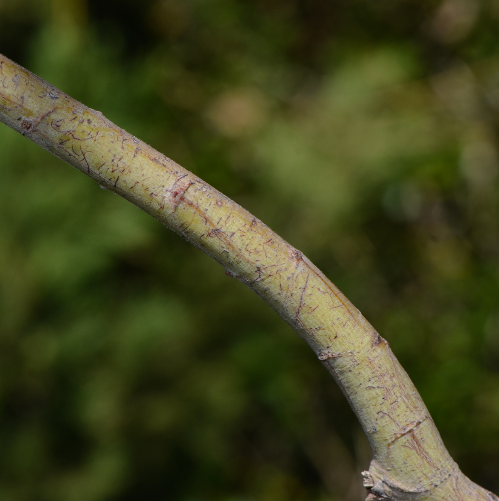 Image of Acacia baileyana specimen.