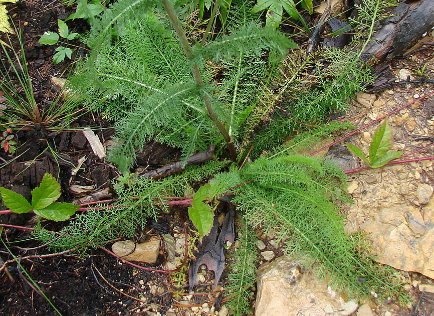 Image of Achillea millefolium specimen.