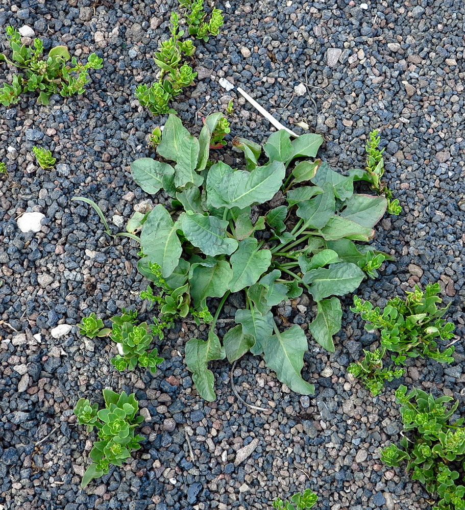 Image of Rumex spinosus specimen.