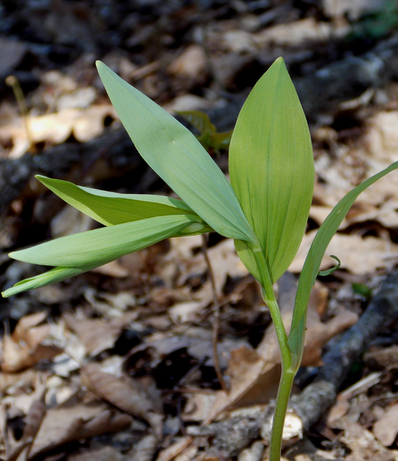 Image of Polygonatum glaberrimum specimen.