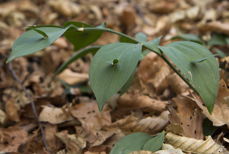 Изображение особи Ruscus hypoglossum.