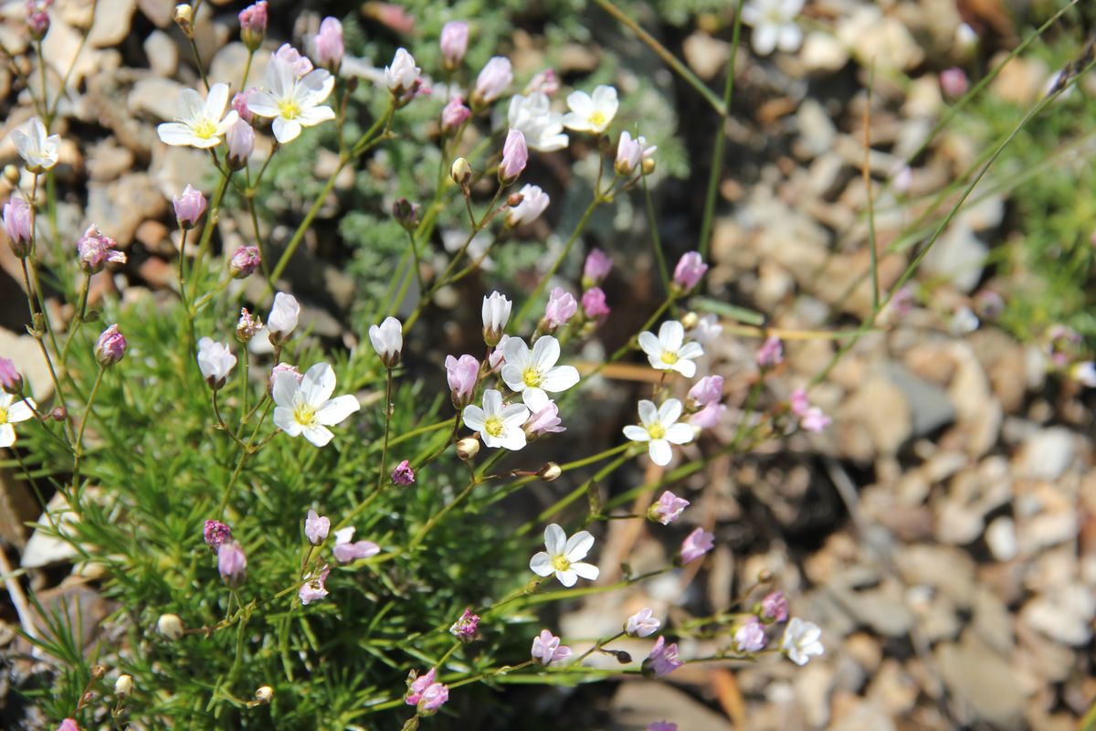 Image of Eremogone griffithii specimen.