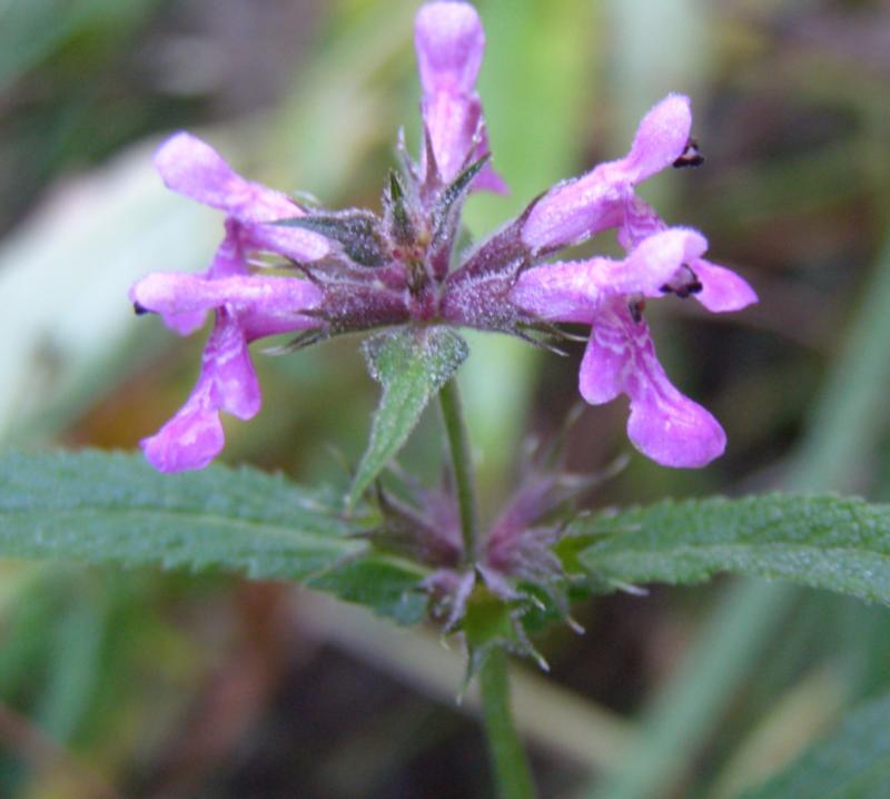 Image of Stachys palustris specimen.