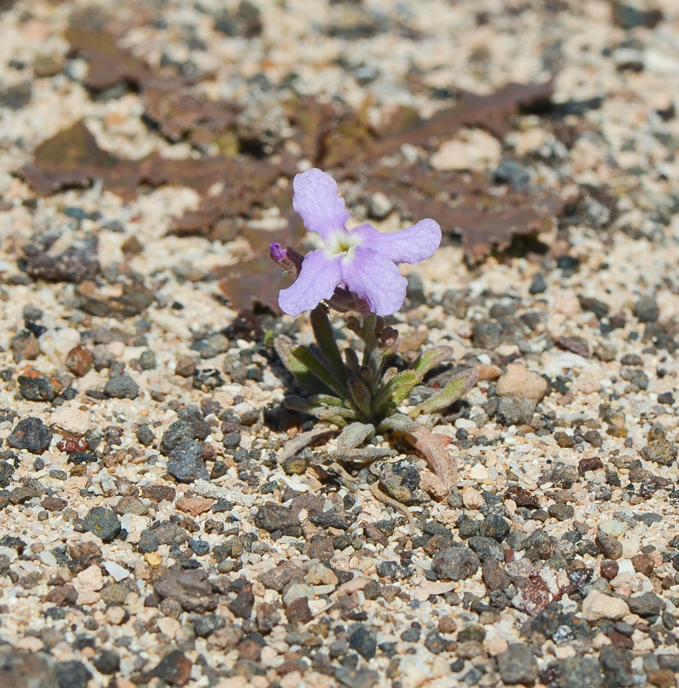 Image of Matthiola fruticulosa var. bolleana specimen.