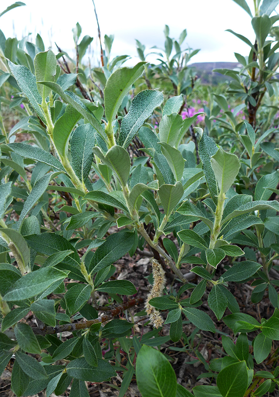 Изображение особи Salix alaxensis.