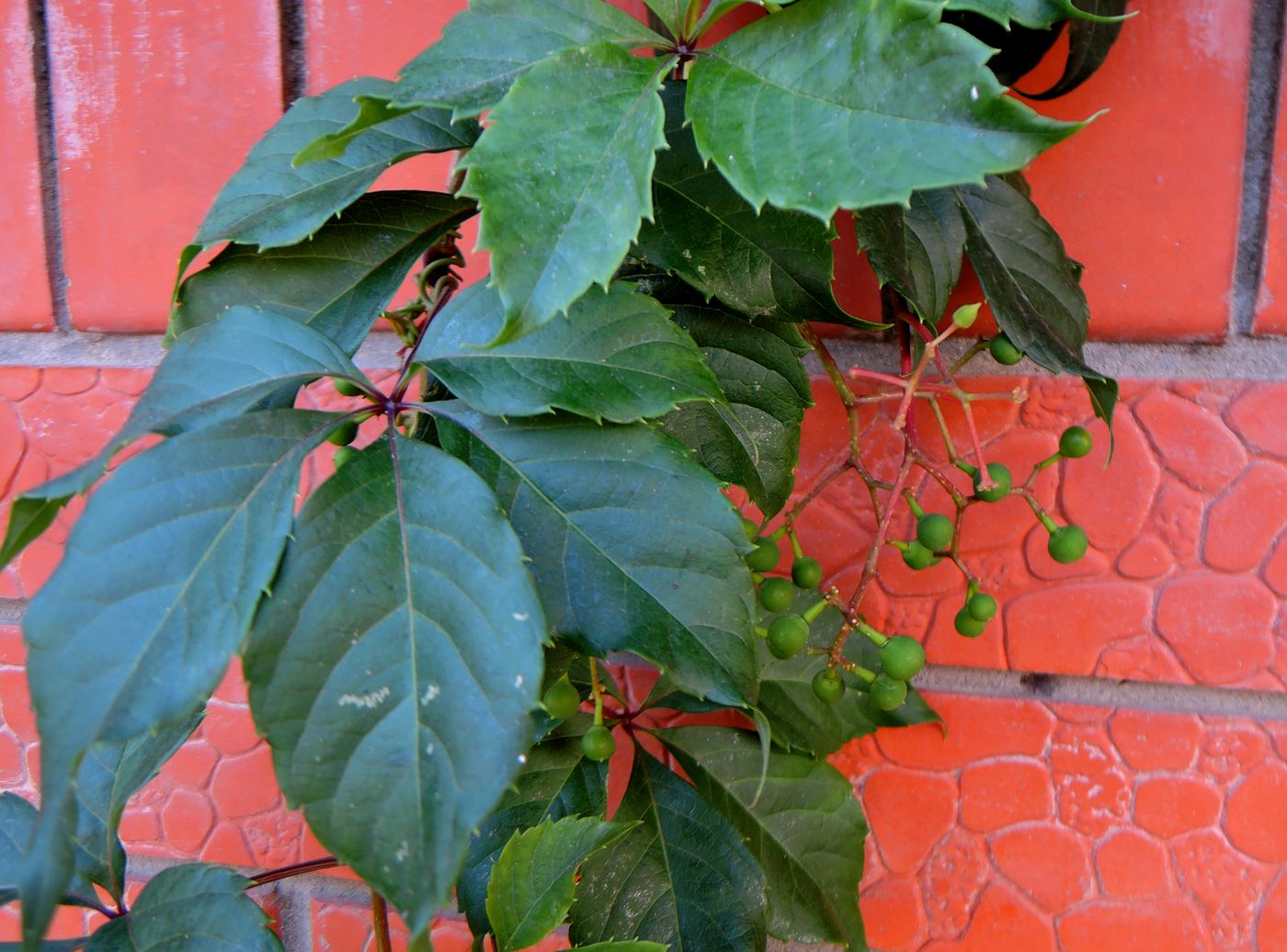 Изображение особи Parthenocissus quinquefolia.