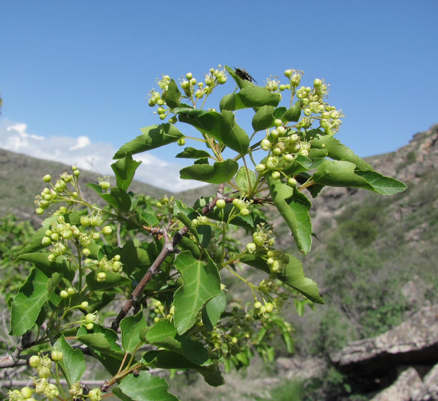 Image of Acer semenovii specimen.