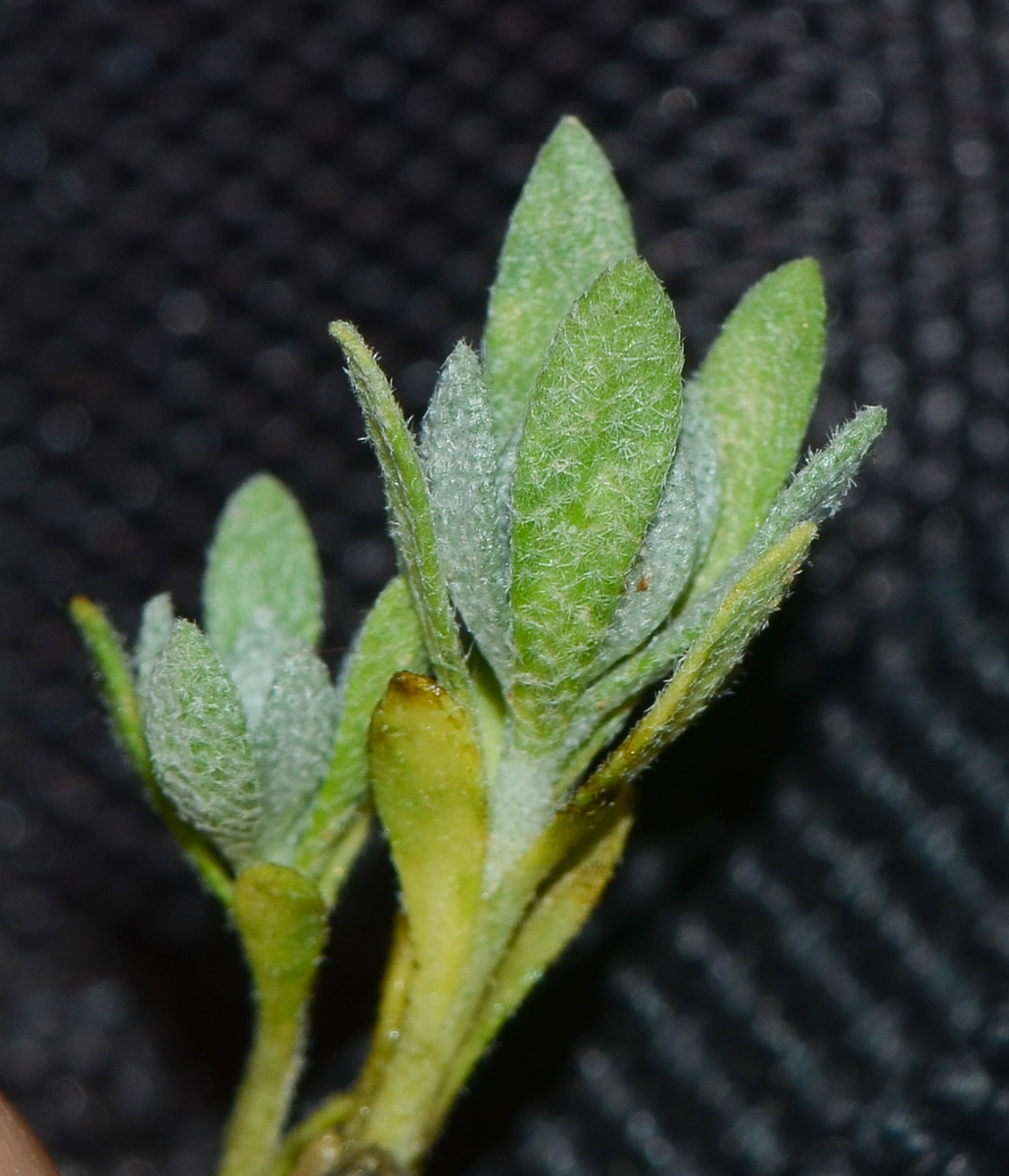 Image of Alyssum baumgartnerianum specimen.