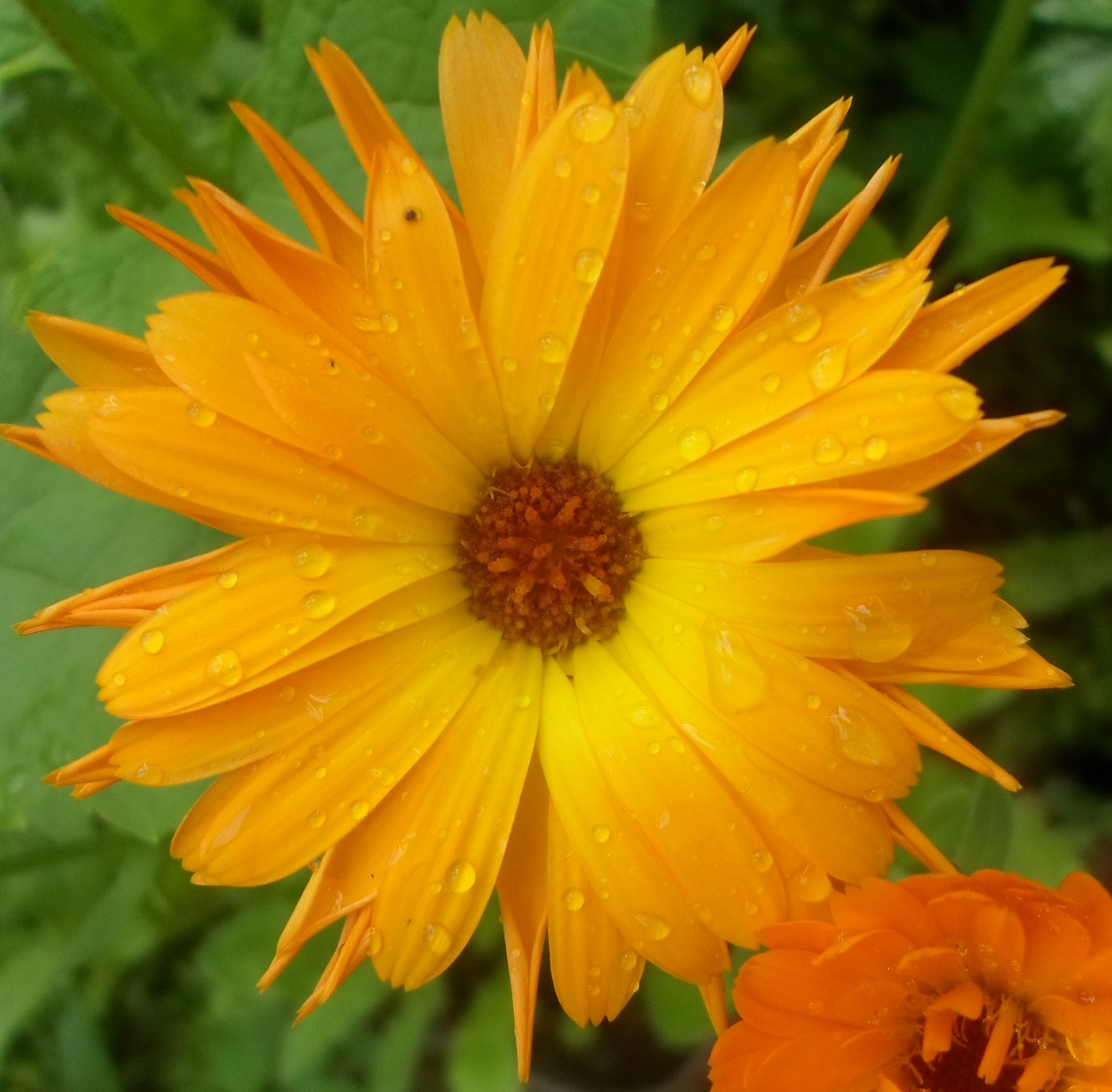 Изображение особи Calendula officinalis.