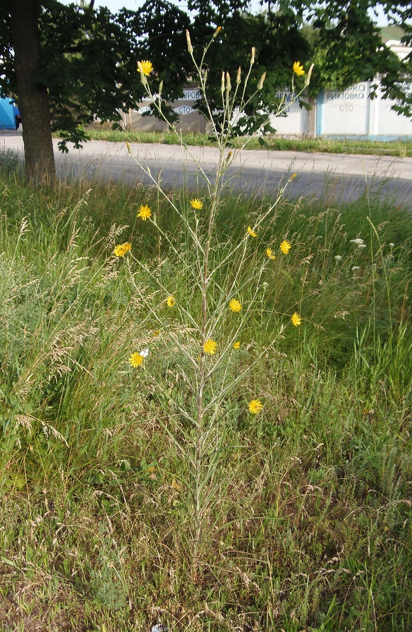 Изображение особи Tragopogon podolicus.