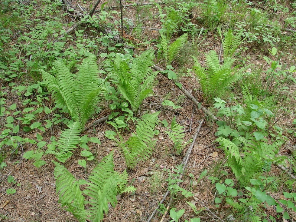 Изображение особи Matteuccia struthiopteris.