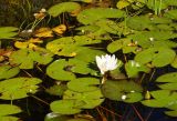 Nymphaea alba