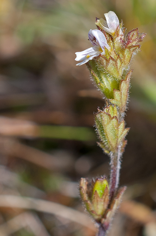 Изображение особи Euphrasia krylovii.