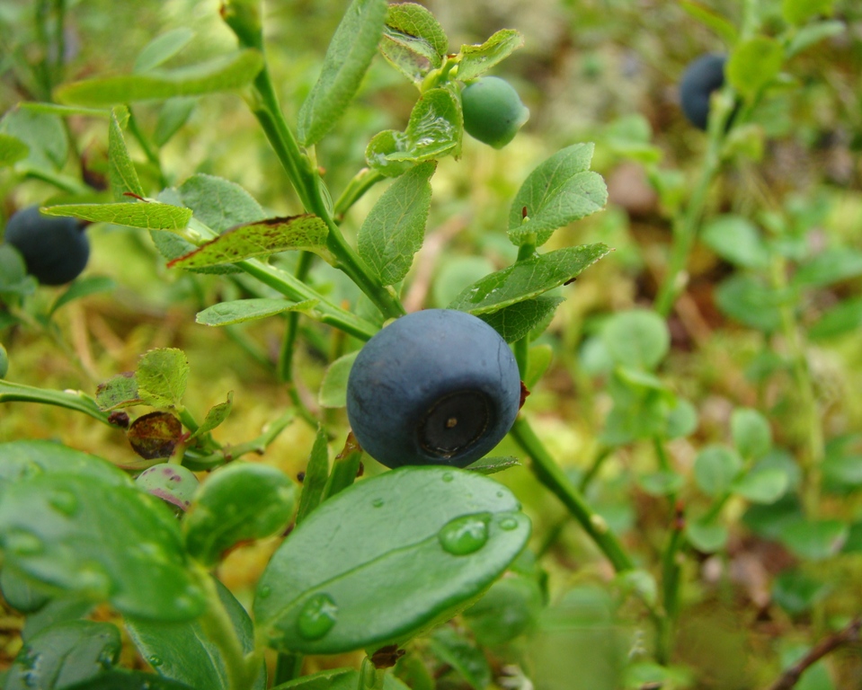 Image of Vaccinium myrtillus specimen.