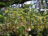 Marchantia polymorpha