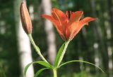 Lilium pensylvanicum