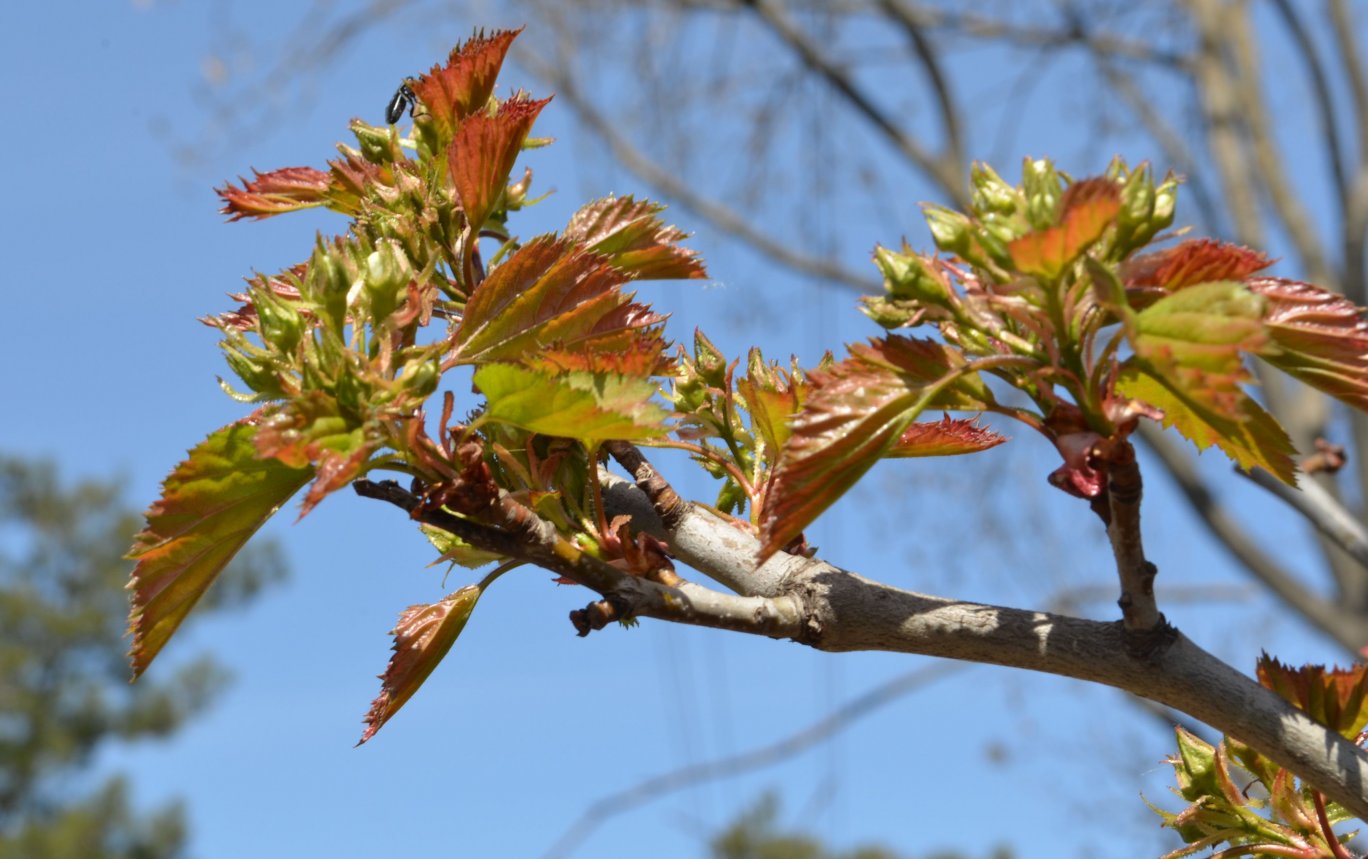 Image of Crataegus ellwangeriana specimen.