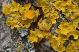 Xanthoria parietina. Часть слоевища с апотециями на коре Salix caprea. Кировская обл., г. Кирово-Чепецк, лесопарк. 06.05.2017.