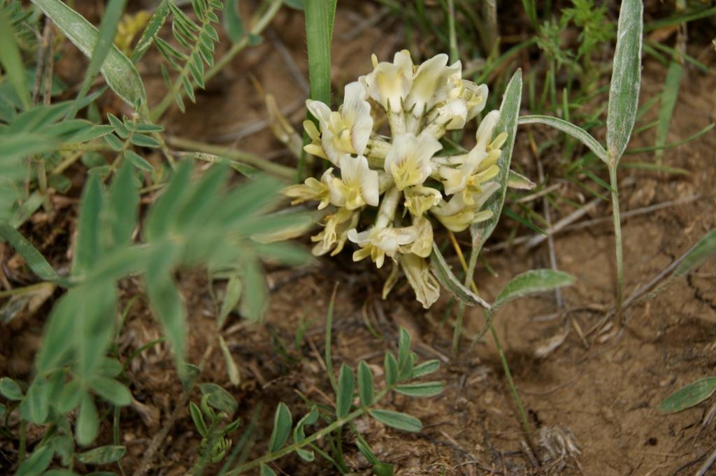 Изображение особи род Astragalus.