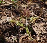 Sambucus sibirica. Молодое растение. Восточный Казахстан, Глубоковский р-н, окр. с. Тарханка, восточный склон сопки, зарастающий кустарниками. 25.04.2017.