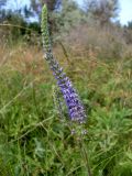 Veronica spicata. Верхушка цветущего растения. Ростовская обл., Азовский р-н, побережье Таганрогского залива в р-не косы Очаковская, у подножия надбереговой террасы. 30.05.2017.