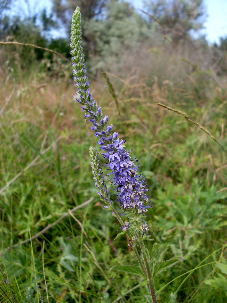 Image of Veronica spicata specimen.