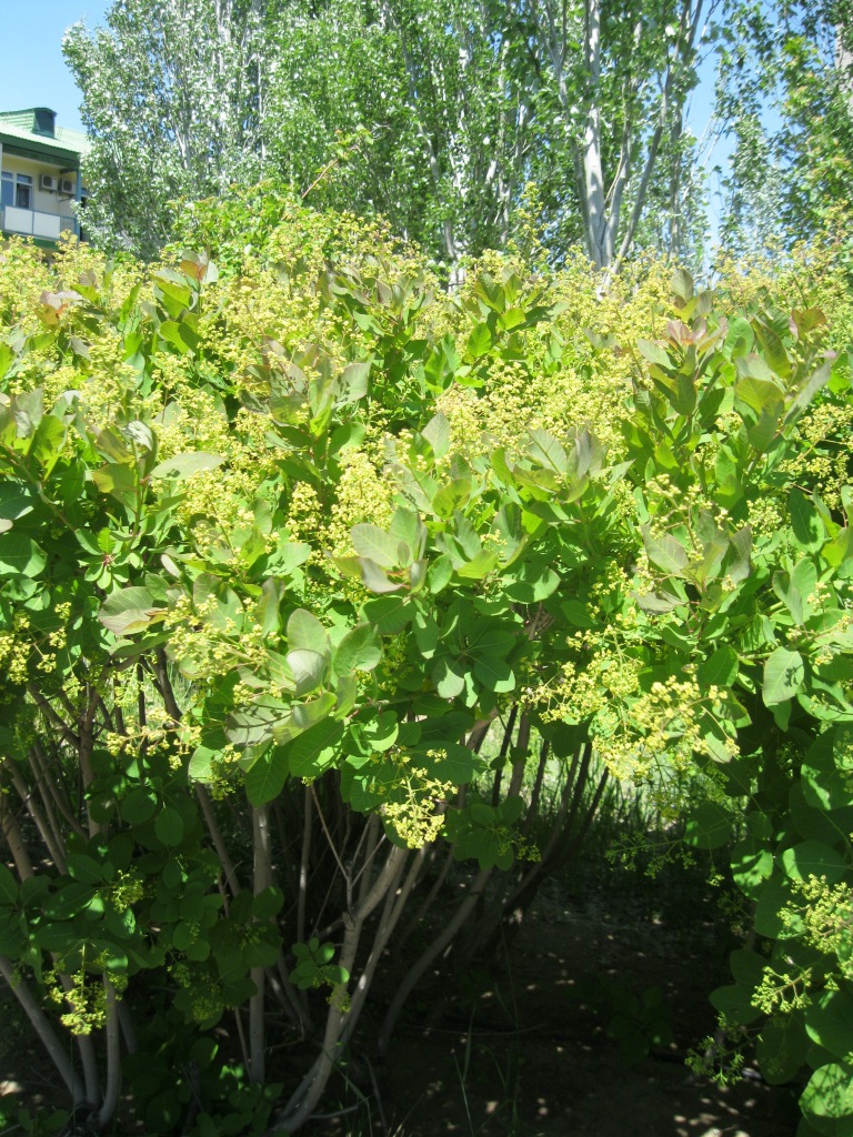 Image of Cotinus coggygria specimen.