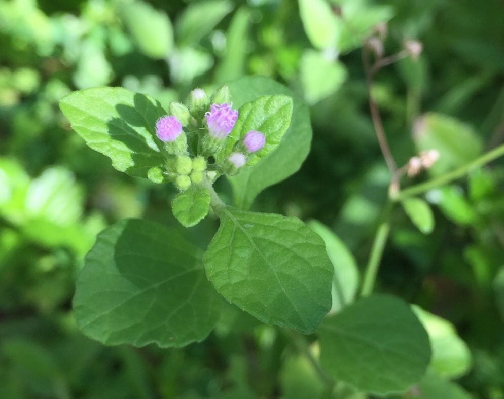 Изображение особи Cyanthillium cinereum.