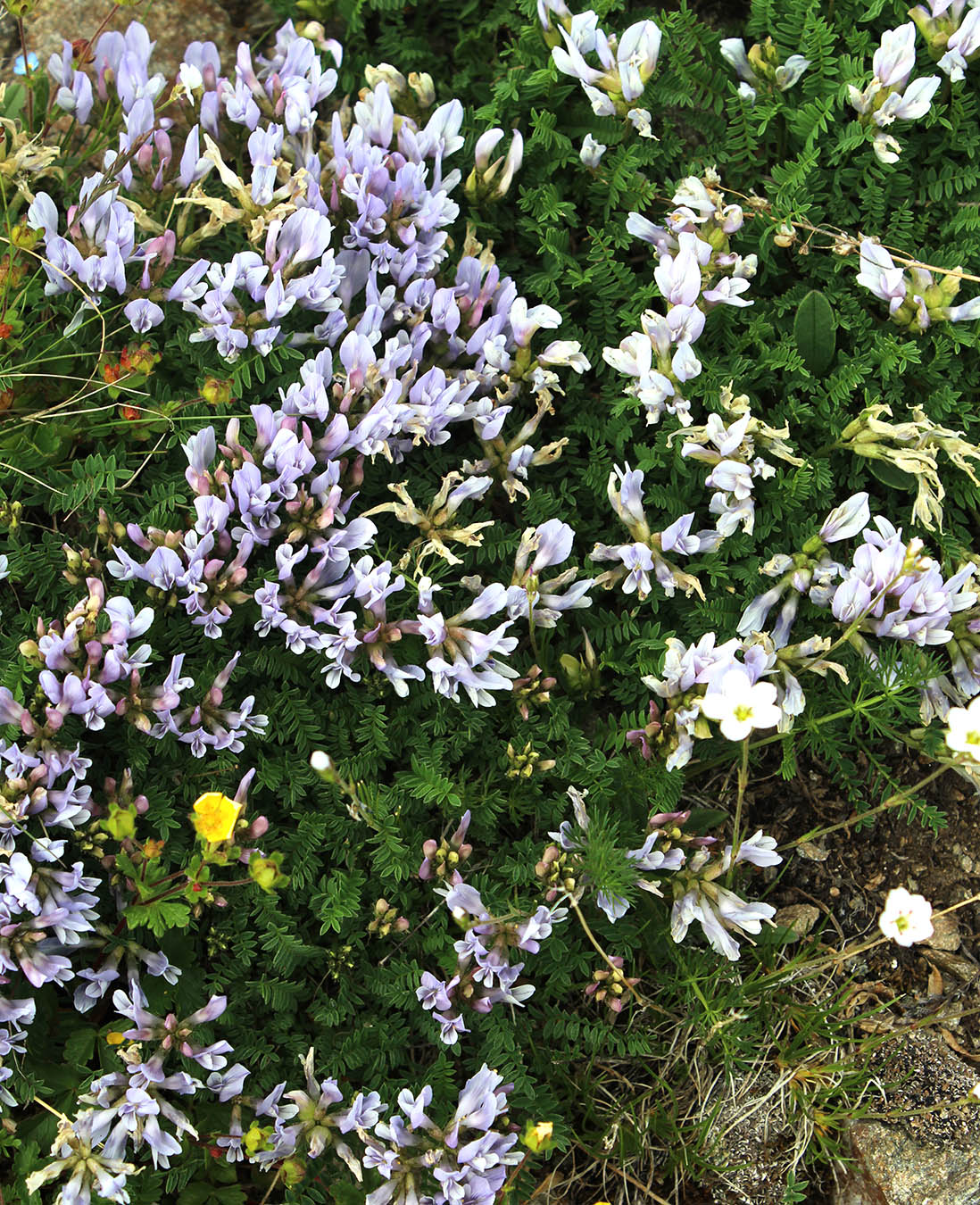 Image of Astragalus levieri specimen.