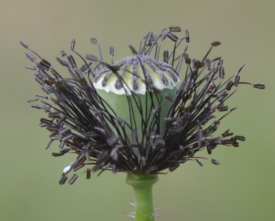 Image of Papaver rhoeas specimen.