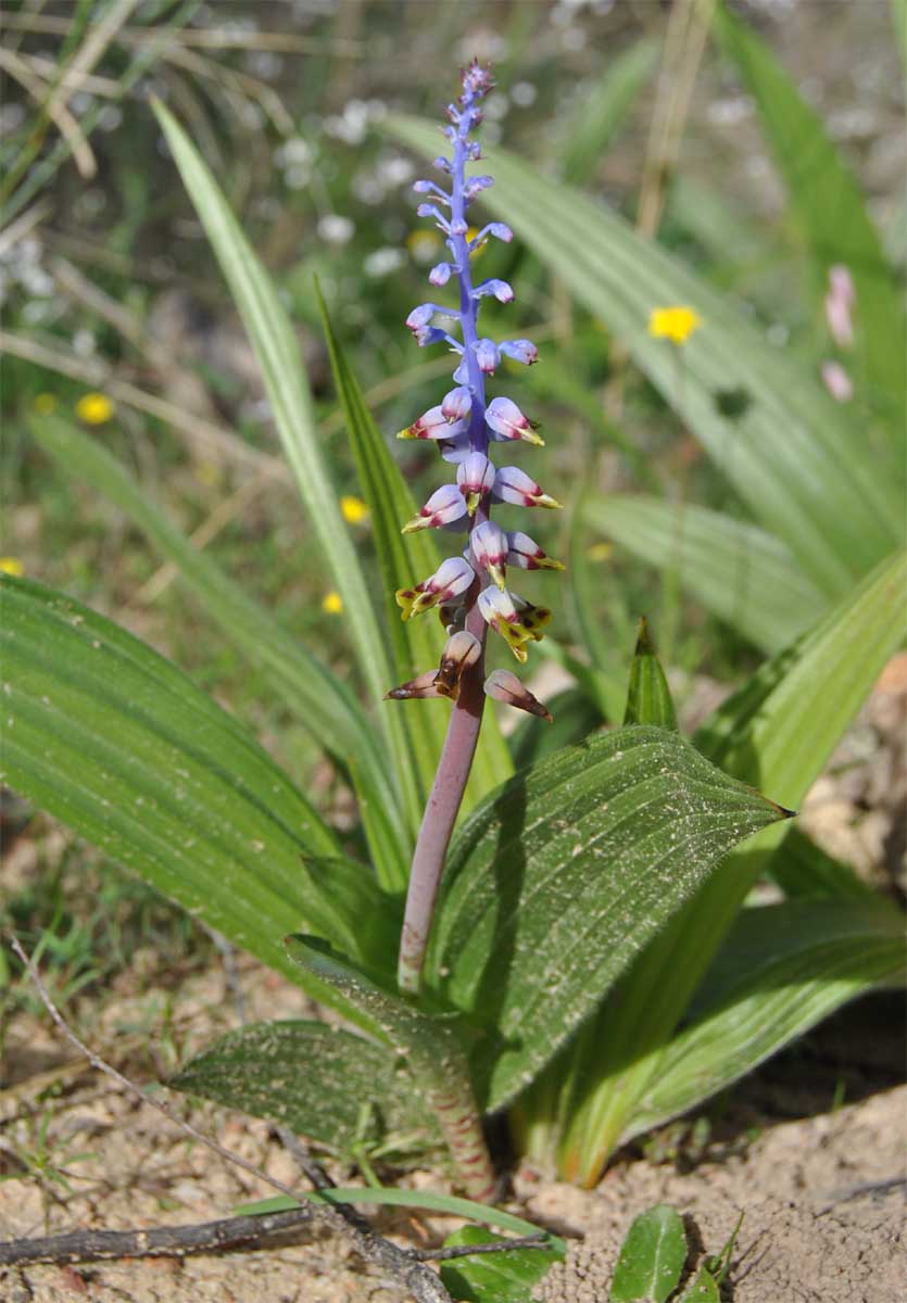 Изображение особи Lachenalia mutabilis.