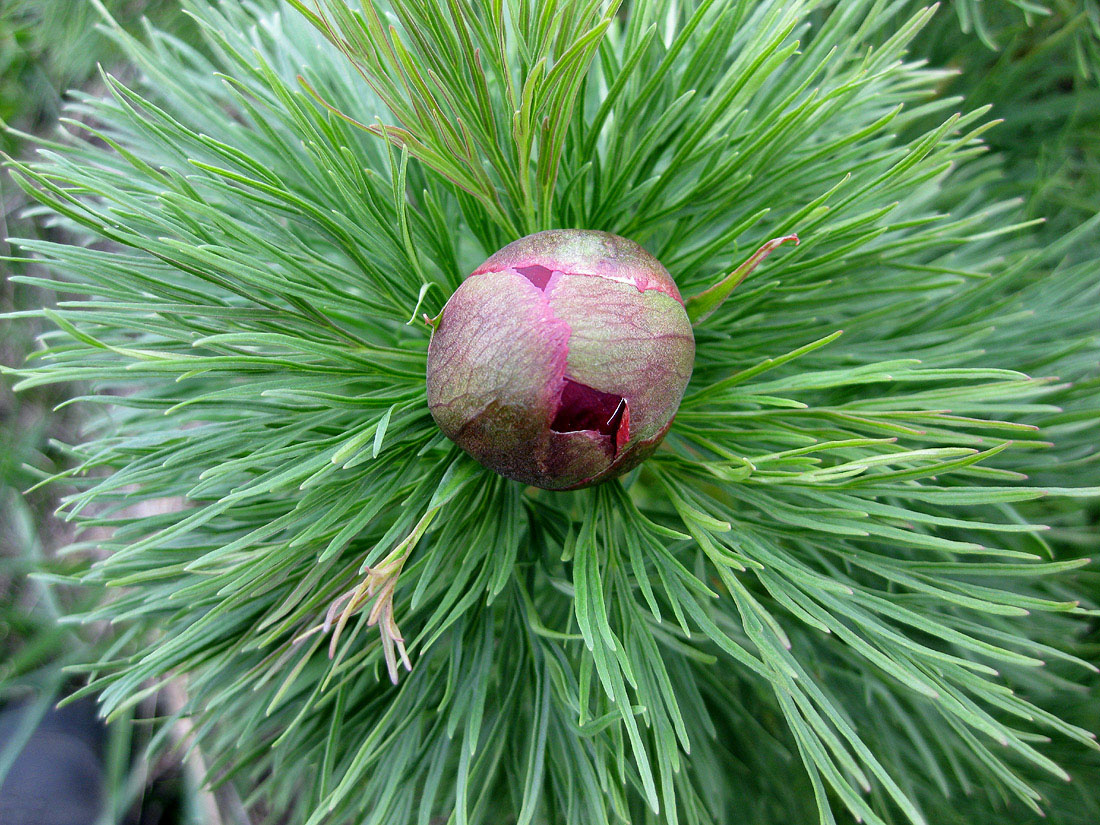 Image of Paeonia tenuifolia specimen.