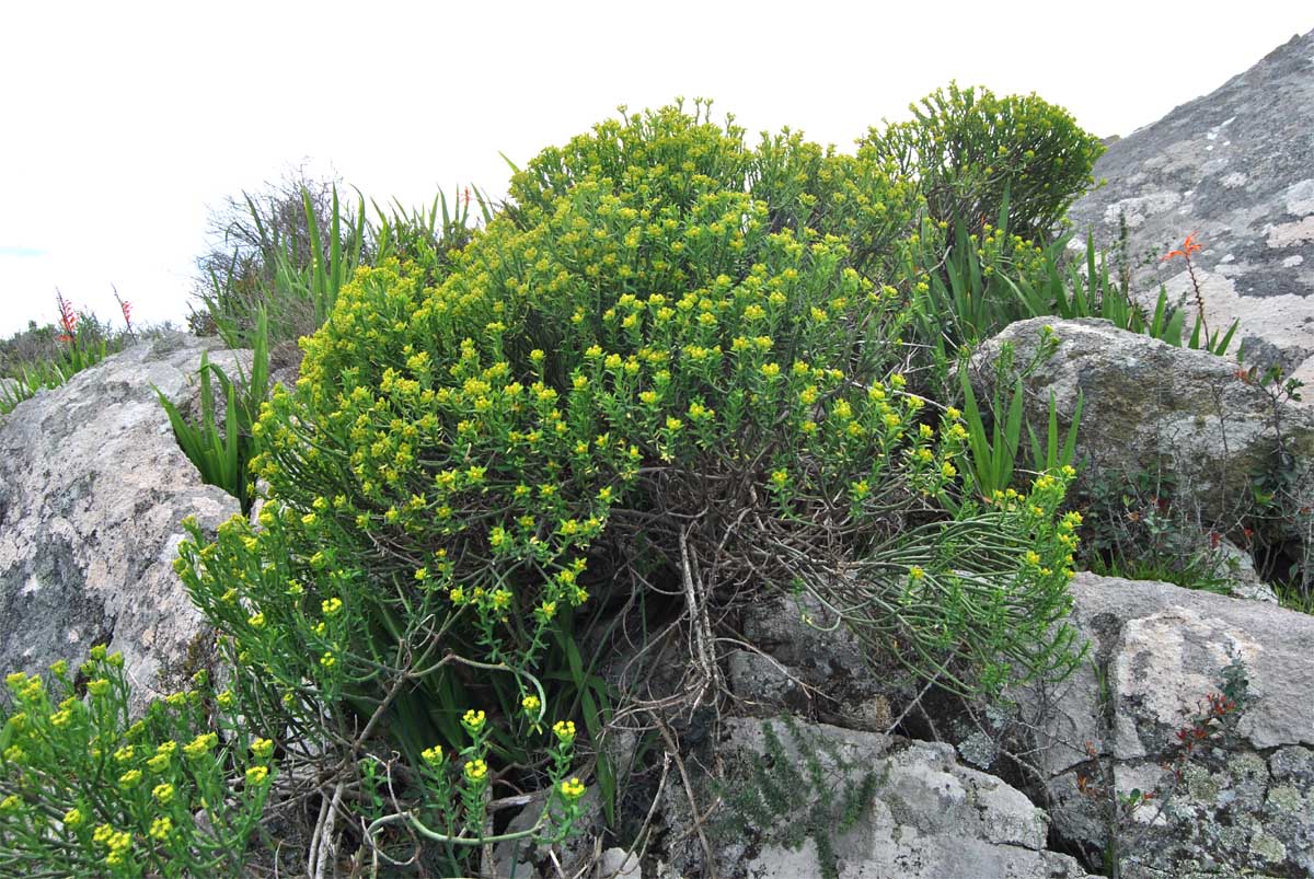 Image of Euphorbia mauritanica specimen.