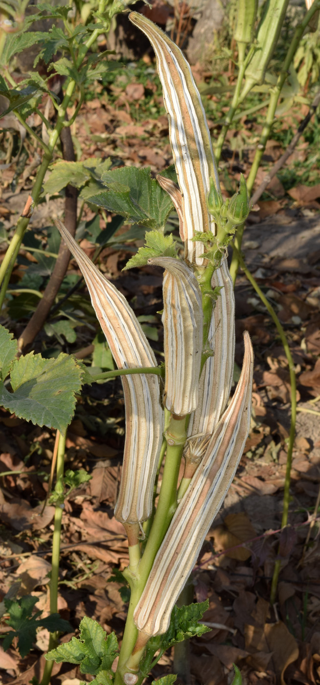 Image of Hibiscus esculentus specimen.