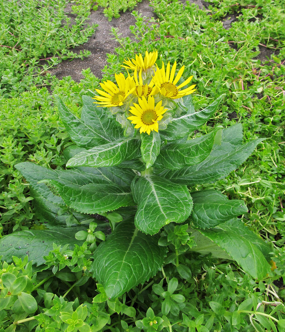 Изображение особи Senecio pseudoarnica.