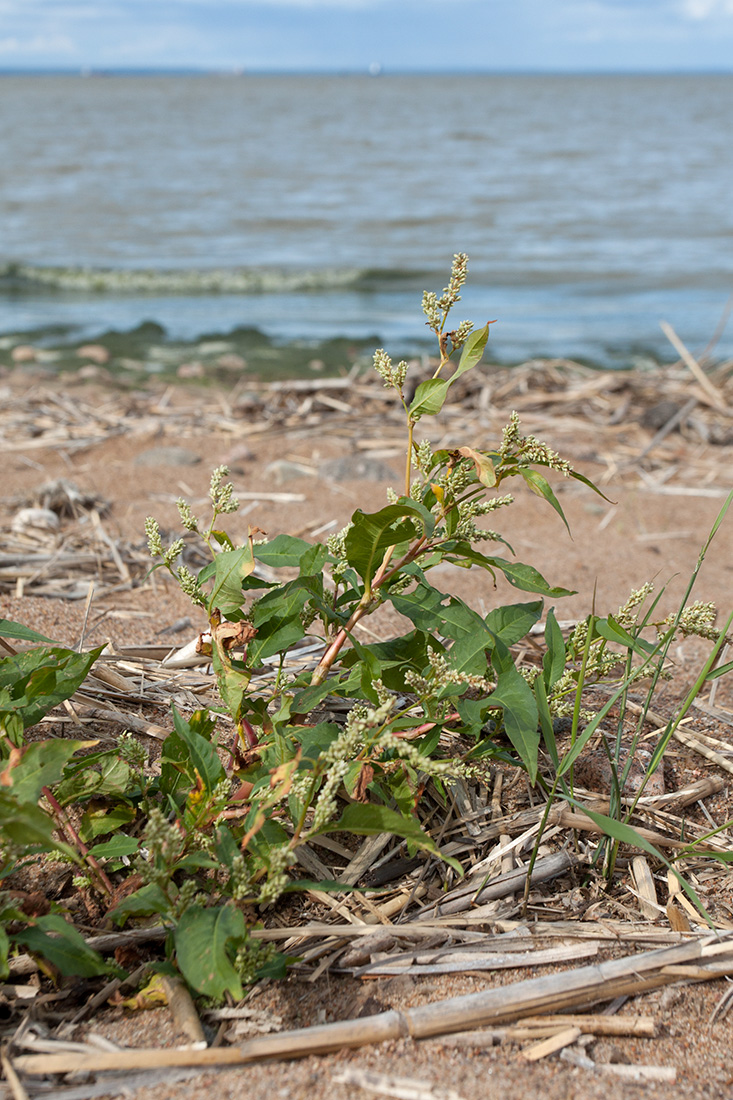 Image of Persicaria lapathifolia specimen.