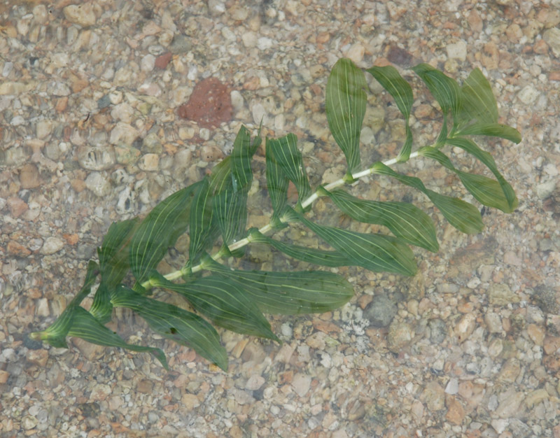 Изображение особи Potamogeton perfoliatus.