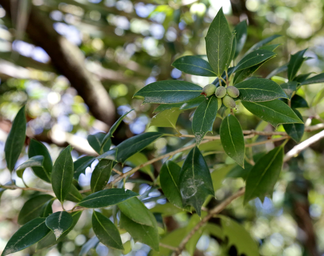 Изображение особи Osmanthus &times; fortunei.